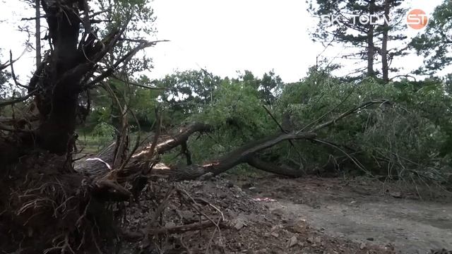 В сквере "Юбилейный" вырубают деревья
