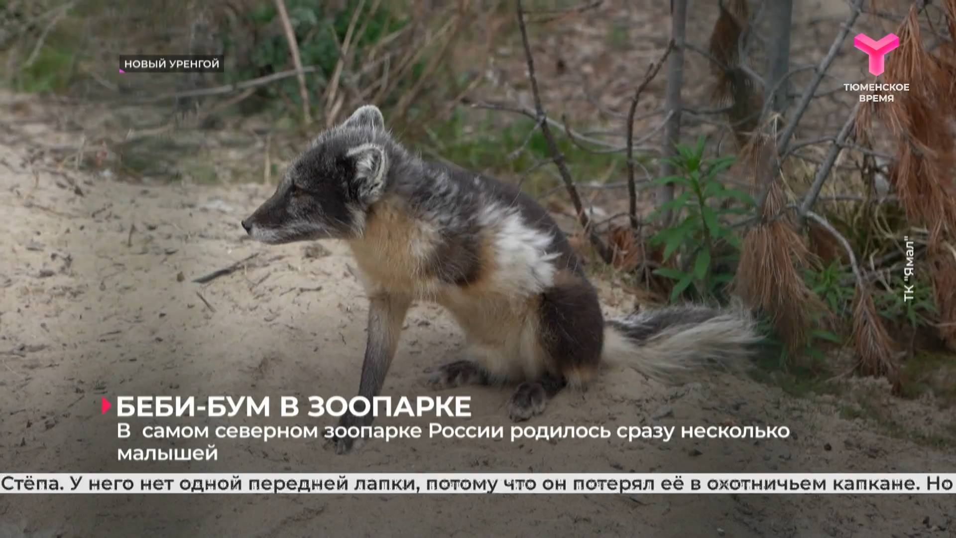 В  самом северном зоопарке России родилось сразу несколько малышей