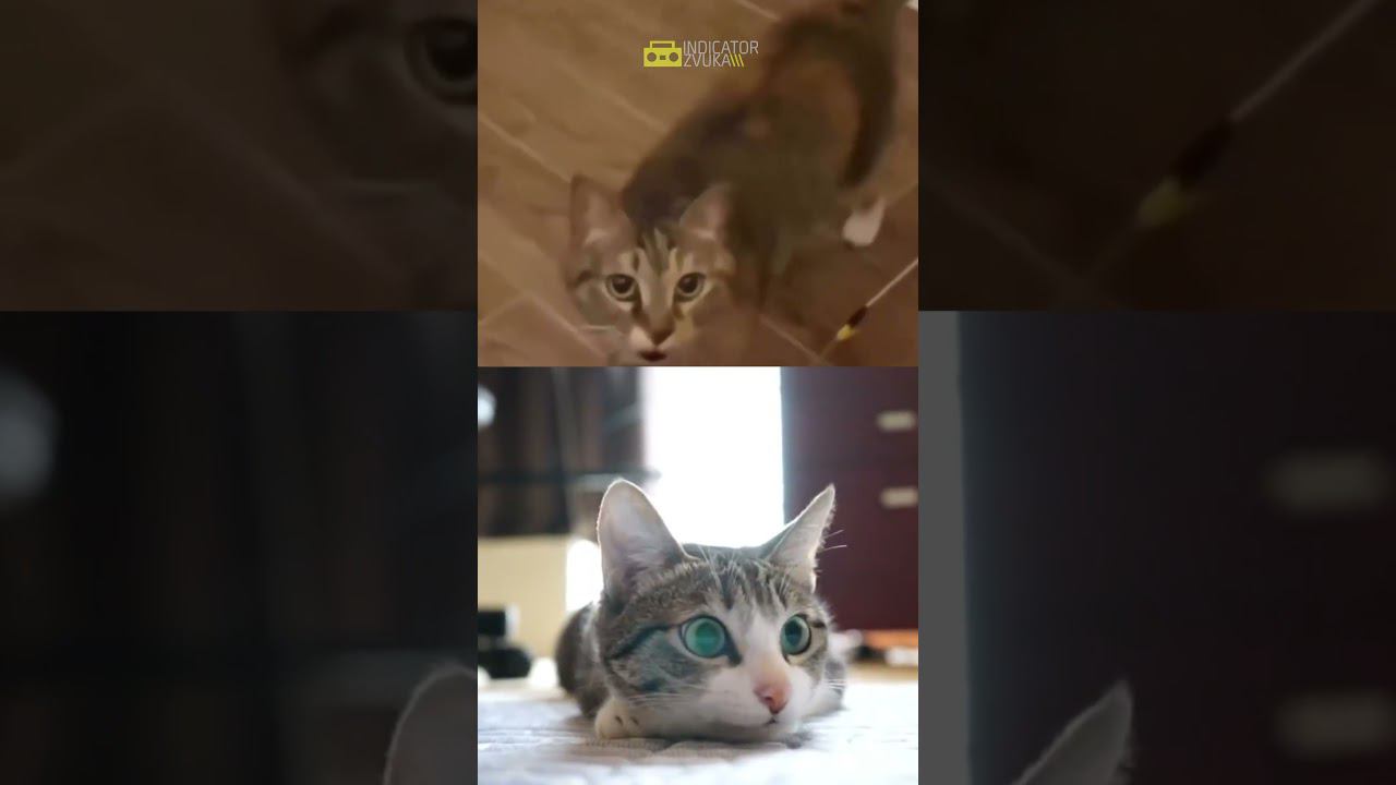 Кот музыкант #shorts #music #музыка #котята