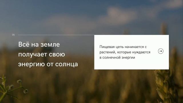 9 Пищевые цепи