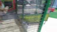Контактный зоопарк Джуманджи