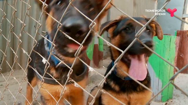 Могут ли собаки распознавать COVID?