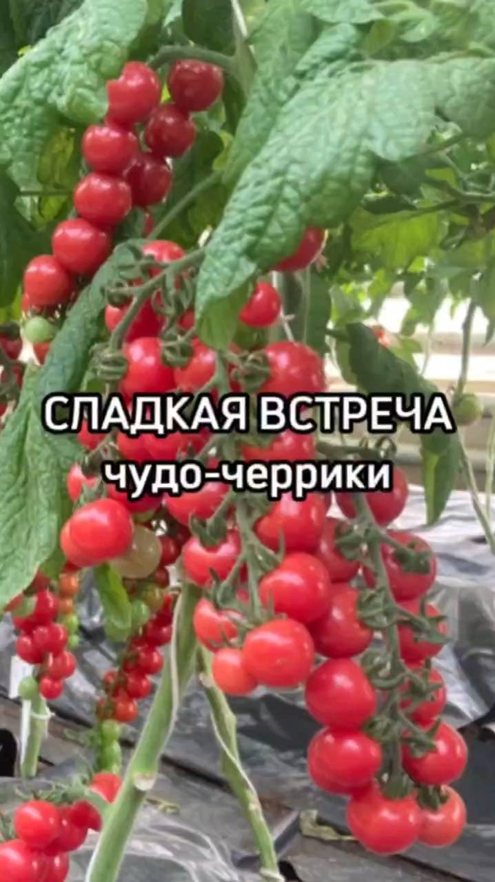 Что делает этот сорт томатов черри таким СЛАДКИМ и УРОЖАЙНЫМ?