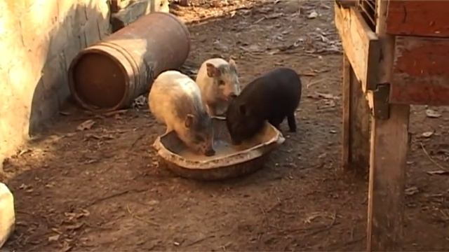 Вьетнамские поросята.Ответы на вопросы 4