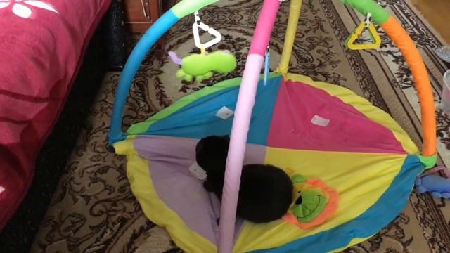 Наш питомиц - Шотландская вислоухая кошка играет на детском коврике