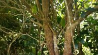 HERBA LIAR YANG MUDAH DITEMUI DI DUSUN TEPI JALAN @payaasliherbalvalleyqudrif962
