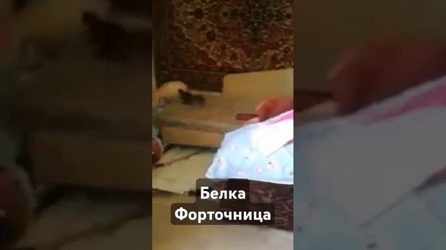 Белка форточница