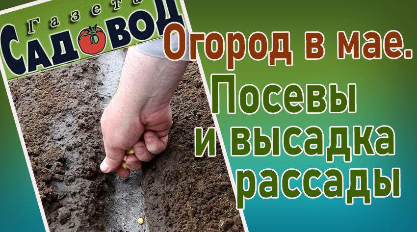 Огород в мае. Посевы и высадка рассады