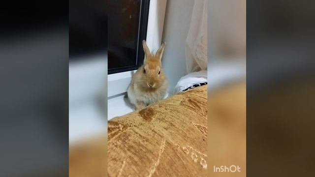 InShot_20230522_184101328.mp4