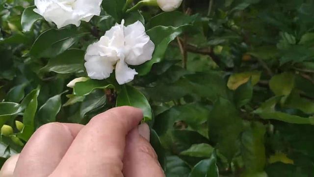 Gardênia-Branca/(Gardenia jasminoides) J. Ellis.  [Leitura na Descrição]#jasmim