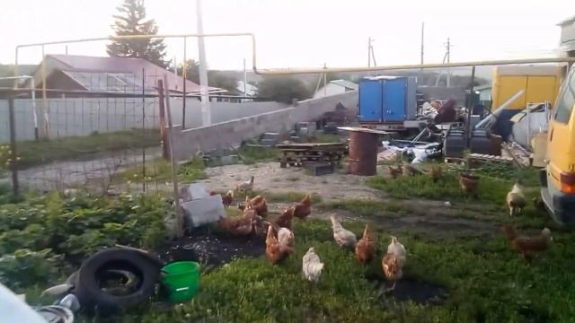 Курочки и Пастух. Куры на прогулке. Без травы ни как.