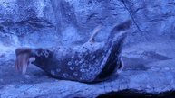 Какие звуки издает морской котик?