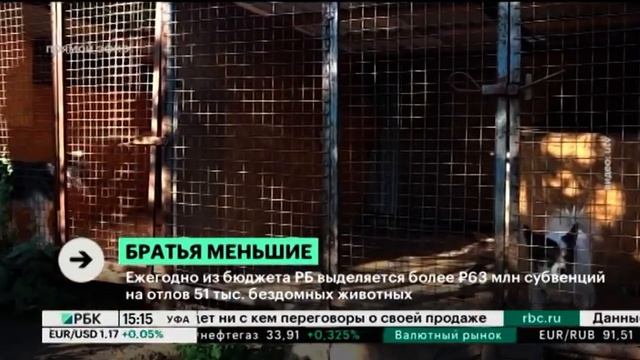 В Башкортостане пересмотрят лимиты на отлов бездомных кошек и собак