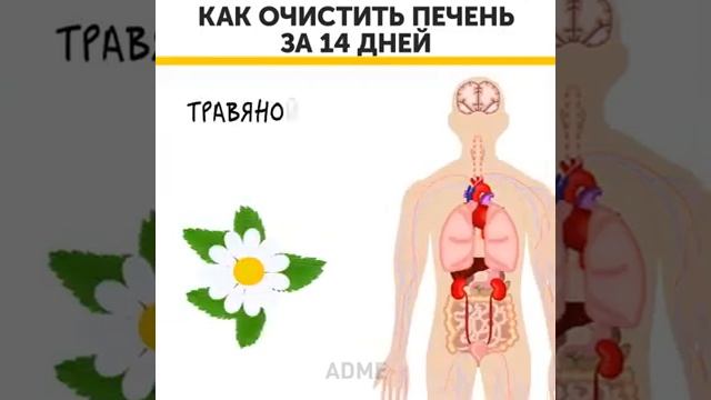 Очистить печень можно за несколько шагов