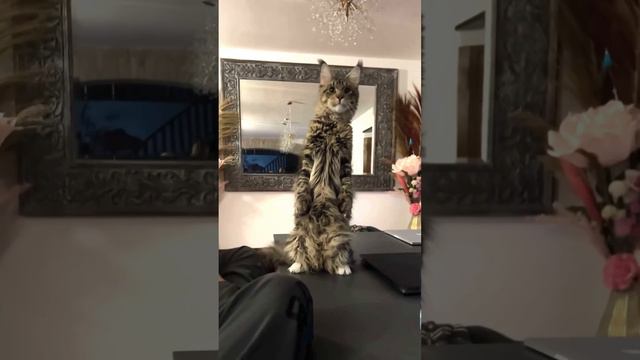 Кот удивился