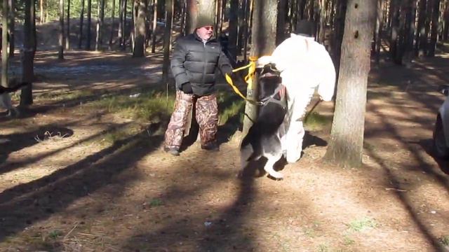 Хельхаус Риззо, дрессировка в Твери с Игорем Недбайло, работа на двух фигурантов...