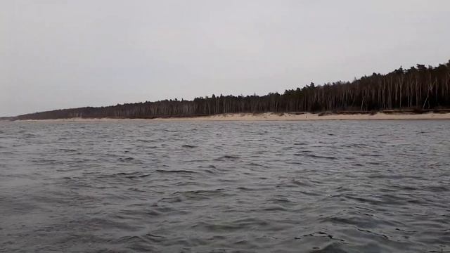 Зеленоградск, Балтийское море, лосось, кумжа