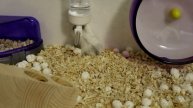 Mix и лабиринт Входит, замечательно выходит. Hamster and maze.