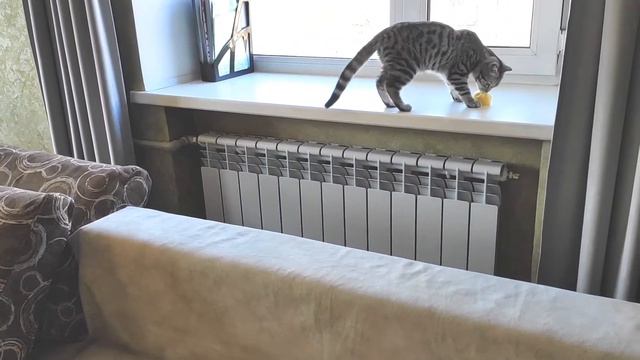 Смешной котенок приносит предметы  The funny kitten brings items.