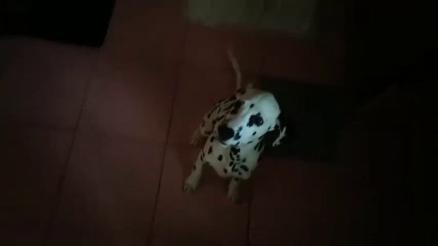 Дома остались муж и собака. Вот что вышло.
