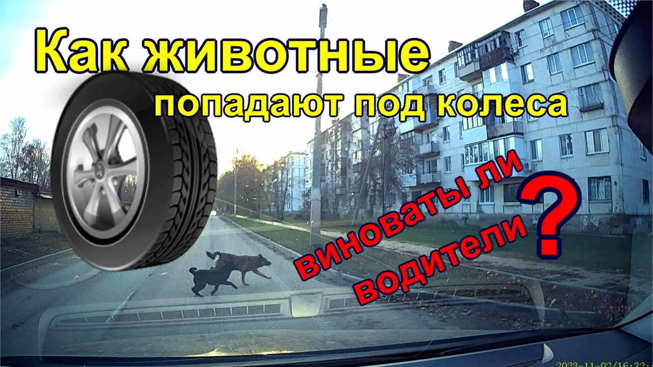 Как животные попадают под колеса. How animals get run over