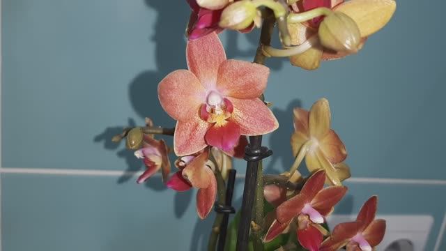 Персики и Звёзды? Новинки в коллекцию орхидей фаленопсисов