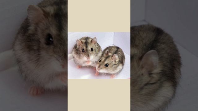 Редкие окрасы хомячков. Как называется окрас наших хомячков?!🐹