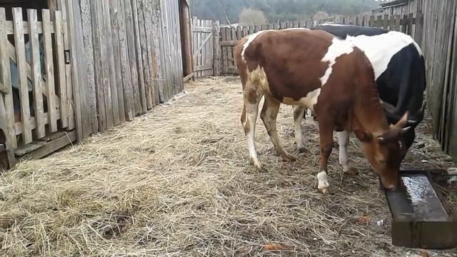 Какие породы коров я бы держала! Мое мнение!Телки гуляют!