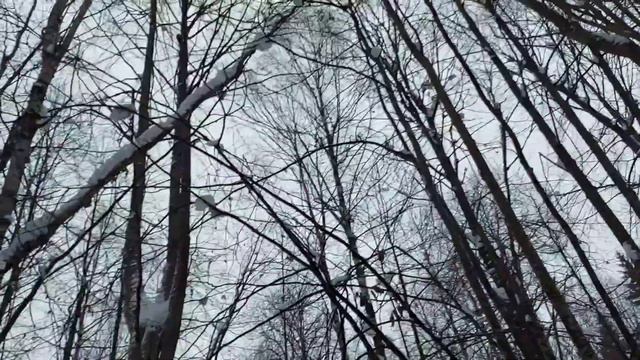 Охота на Куницу с Лайкой.