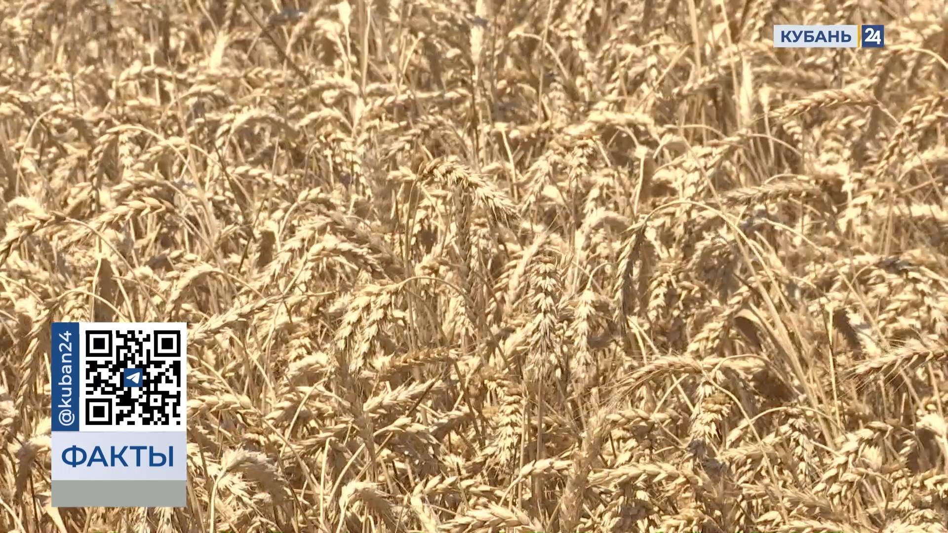 Кубанские аграрии установили новый рекорд России по урожайности озимой пшеницы