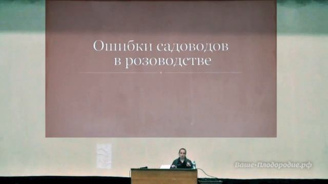 Розы в нашем саду