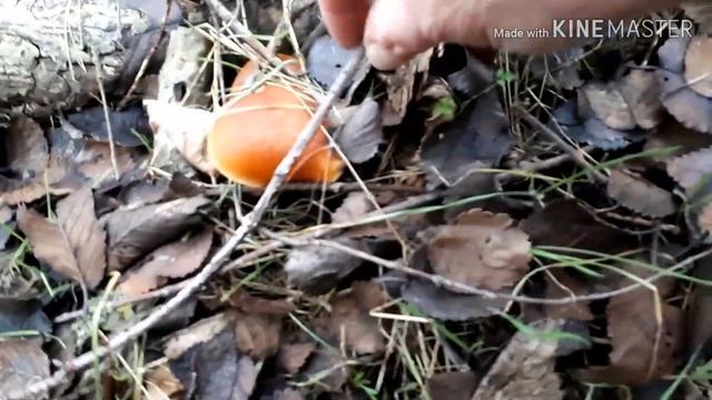 Какие грибы собирают зимой .Зимние опята .В январе  2020 открыли сезон охоты на опят .