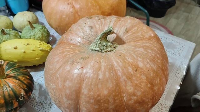 Тыквы редкие сорта.