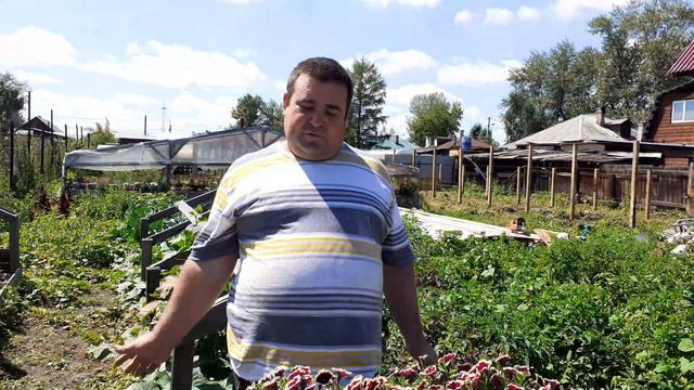 Самая большая петуния в Сибири.