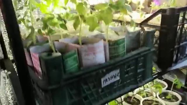 Рассада