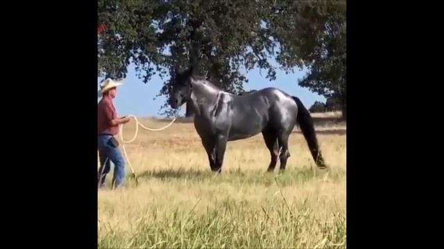 Incredible American Quarter horses and foals pt 5