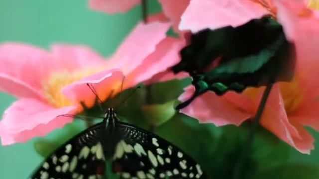 Papilio demoleus, Papilio palinurus
