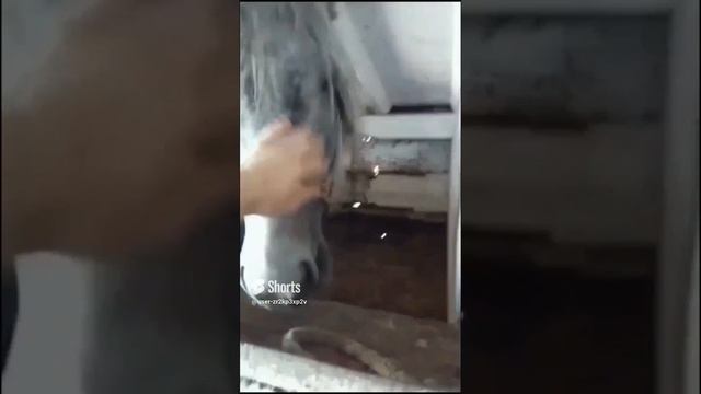 🏇🐎🐎 Рысаки ! ❤.mp4