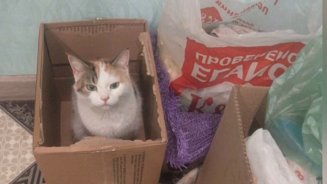 Кошка Чапа Просит Вас Подписаться На Этот Канал)