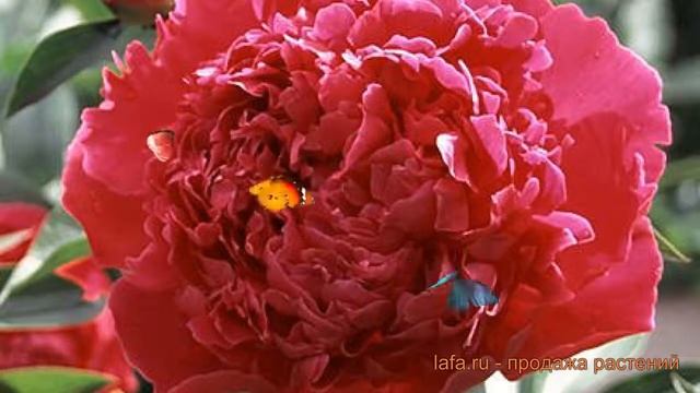 Пион травянистый Феликс Крауссе feliks-krausse ? обзор: как сажать луковицы пиона Феликс Крауссе