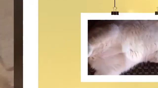 Мой кот 🐱 Амур!