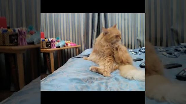 Фото моего ката под печальную музыцхку