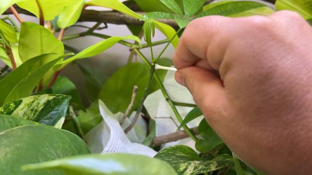 How do I care for Houseplants growing in my fish tank? - 5 STEPS essential for Riparium maintenance
