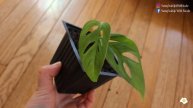 I Risked Propagating My Plants This Winter. Are They Still Alive?