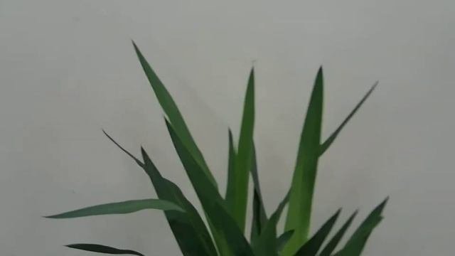 Yucca elephantipes midi