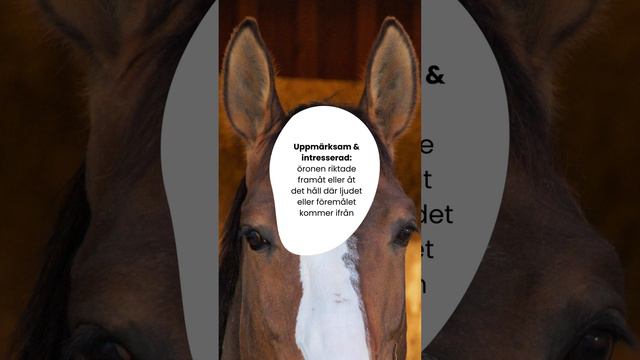 Hur hästens öron berättar vad den känner