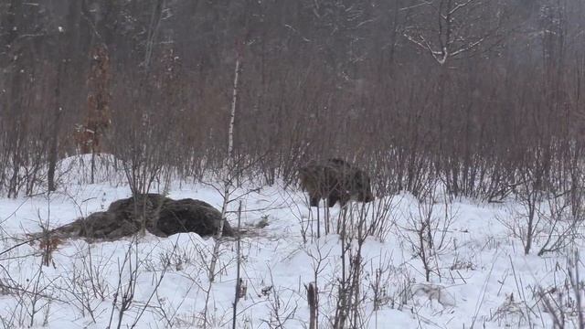 Как взять дикого кабана с подхода.