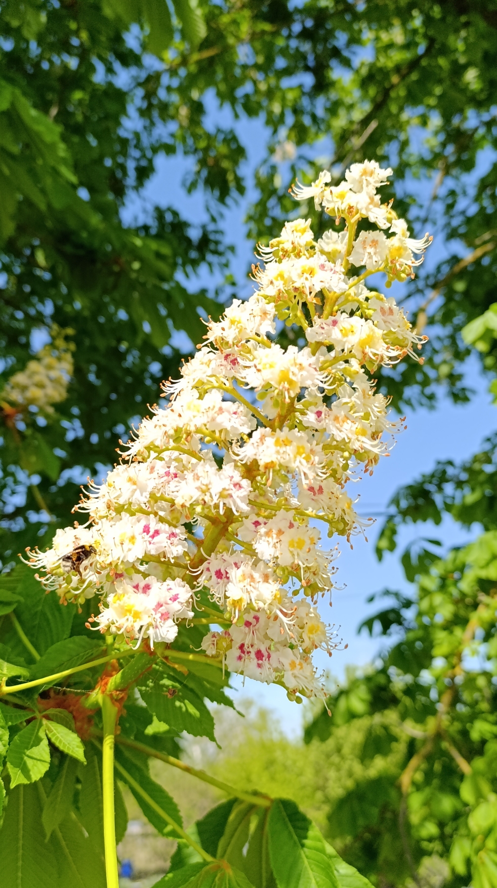 цветет каштан (конский)