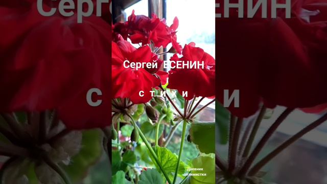 Сергей Есенин стихи, читаю стихи на фоне маминых цветов