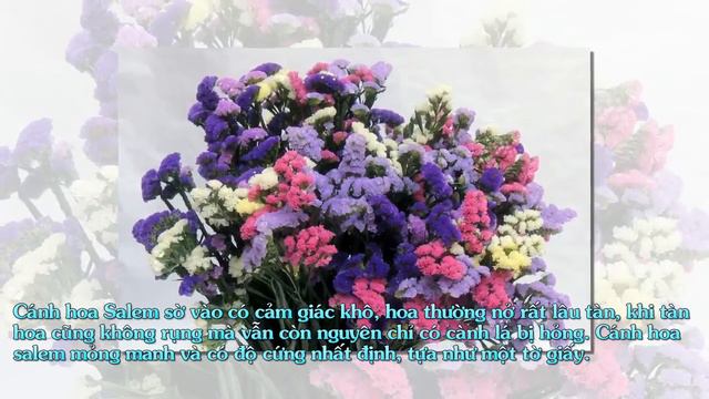 Hoa Salem (Limonium Sinuatum)